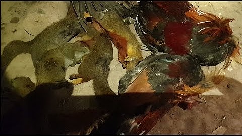 hunting  dib qaib qus ต่วไก่ป่า