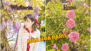 Wisteria Or Rose In Paris Spring In Paris Vlog