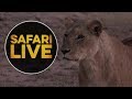 safariLIVE - Sunset Safari - June 24, 2018