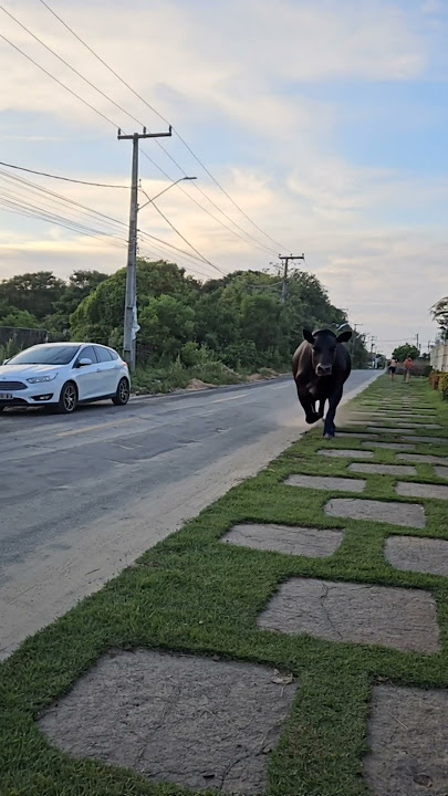 Download lagu Black Face Boi Boi Boi here he comes 🐂🐂🐂 #boidacarapreta #trend #boiboiboi