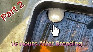 18 Hours After Breeding Betta Fish(18 ម៉ោងក្រោយពេលបង្កាត់ត្រីក្រឹម) #betta #ត្រីក្រឹម