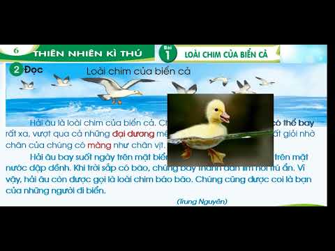 Video Tuần 29 Tiếng Việt Bài 1 Loài chim của biển cả Tiết 1 2 - YouTube
