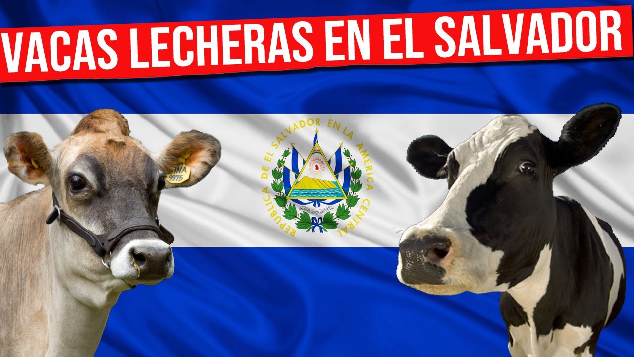 🔴 VACAS LECHERAS En El Salvador Todo lo que Debes Saber Gado Leitero