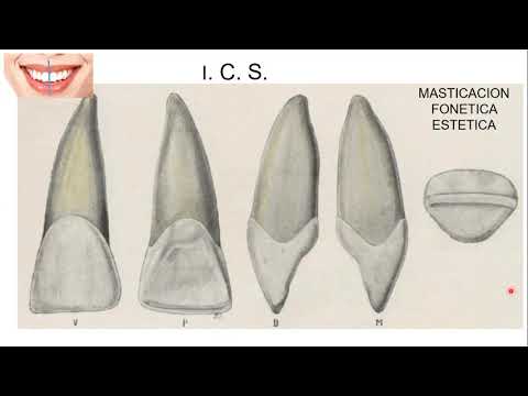 Anatomía Incisivo Central Superior