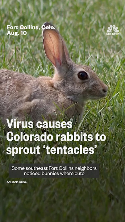 Virus causes Colorado rabbits to sprout 'tentacles'