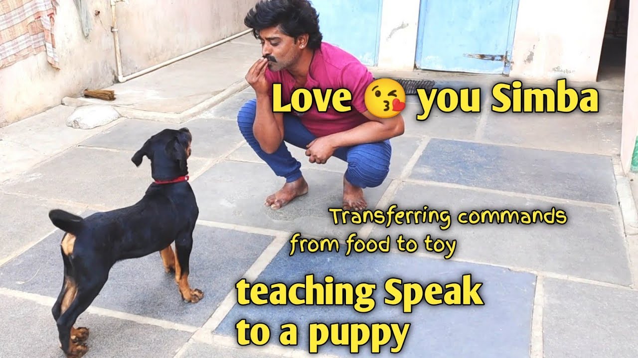 Щенок ротвейлера учит команду «Говори 🗣️» | Симба @BalusK9Dogtraining 