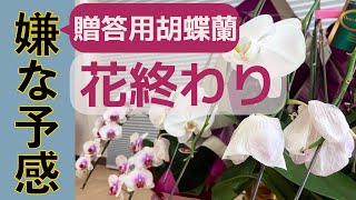 【大量】飲食店で飾られていた贈答用の胡蝶蘭を解体してみる！