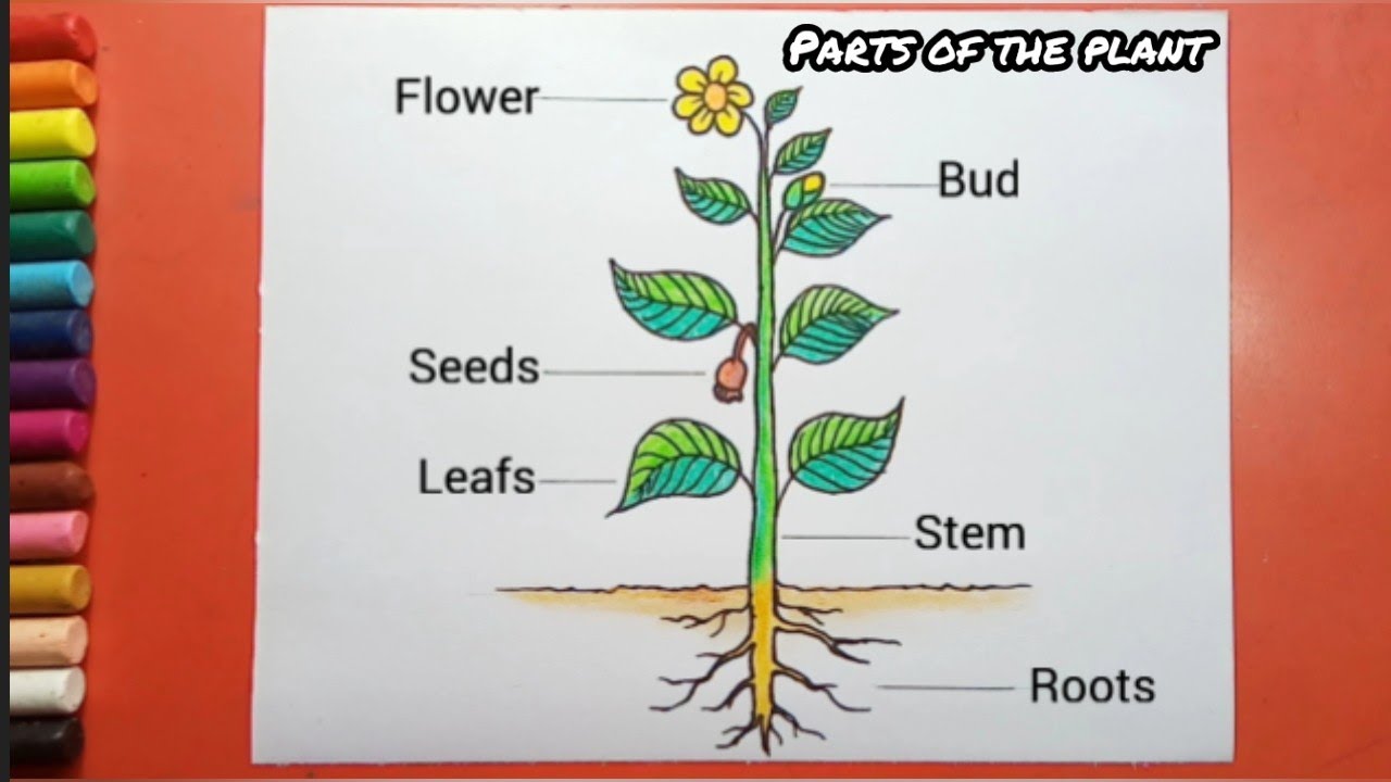 Label the parts of the plant by drawing lines