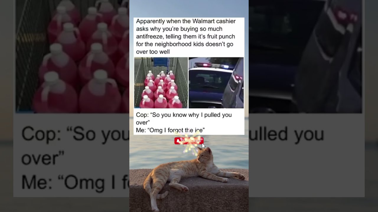 Omg I Forgot The Ice Shorts Memes Trend Cats Fyp 