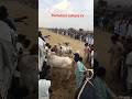 Bail Race In Pakistan Bull Race Pothwar Panjab Rawalpindi 2025 2025 Kashmir Shortvideo Bail Race In Pakistan Bull Race Pothwar Panjab Rawalpindi 2025 2025 Kashmir Shortvideo