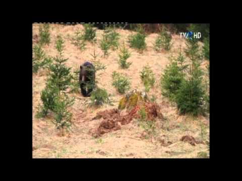 Video: Cum Să Coaseți Un Urs