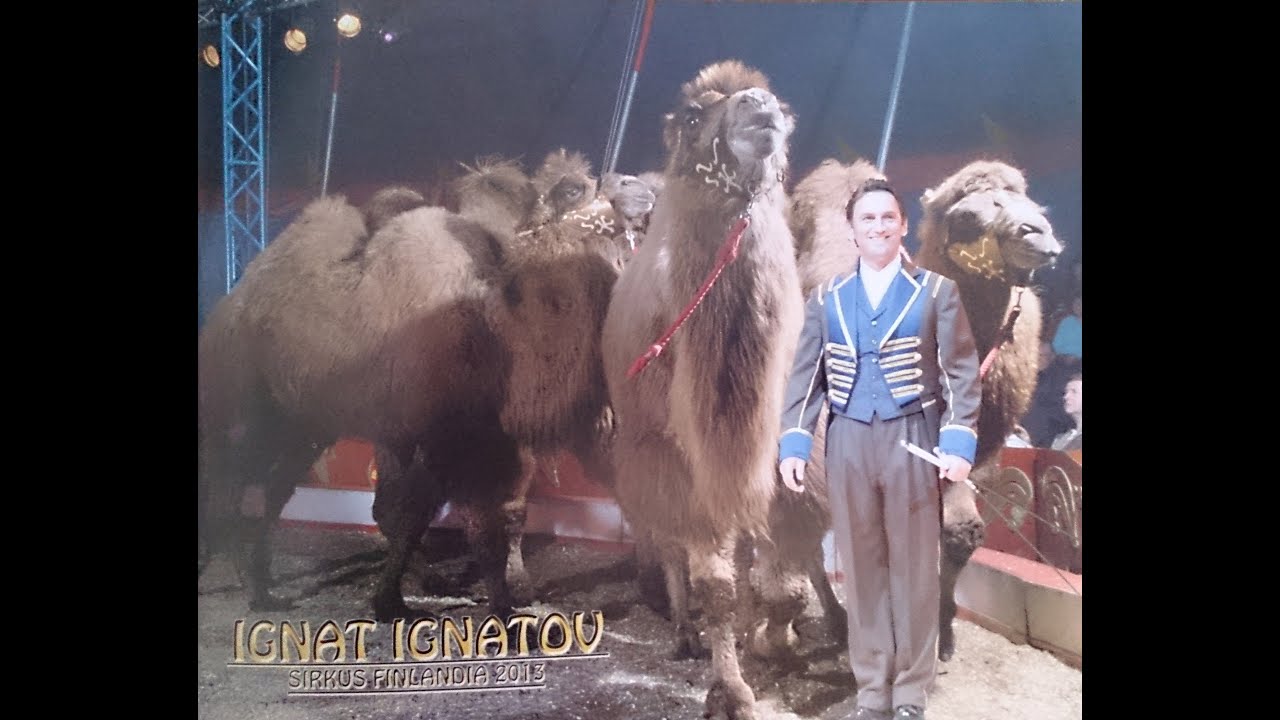 Sirkus Finlandia 2013 / IGNAT IGNATOV & CAMELS