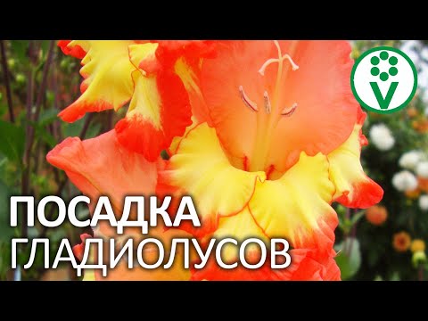 ТАК САЖАЮТ ГЛАДИОЛУСЫ