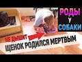 Пожалуйста, только дыши... Роды у собаки. Щенок не дышит. 1 часть