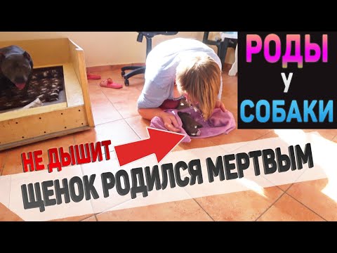 Видео: Немецкая овчарка заказывает напиток в Starbucks, как и NBD