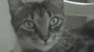 Spaz and Sleep 2: Spaz, Sweet, Spaz