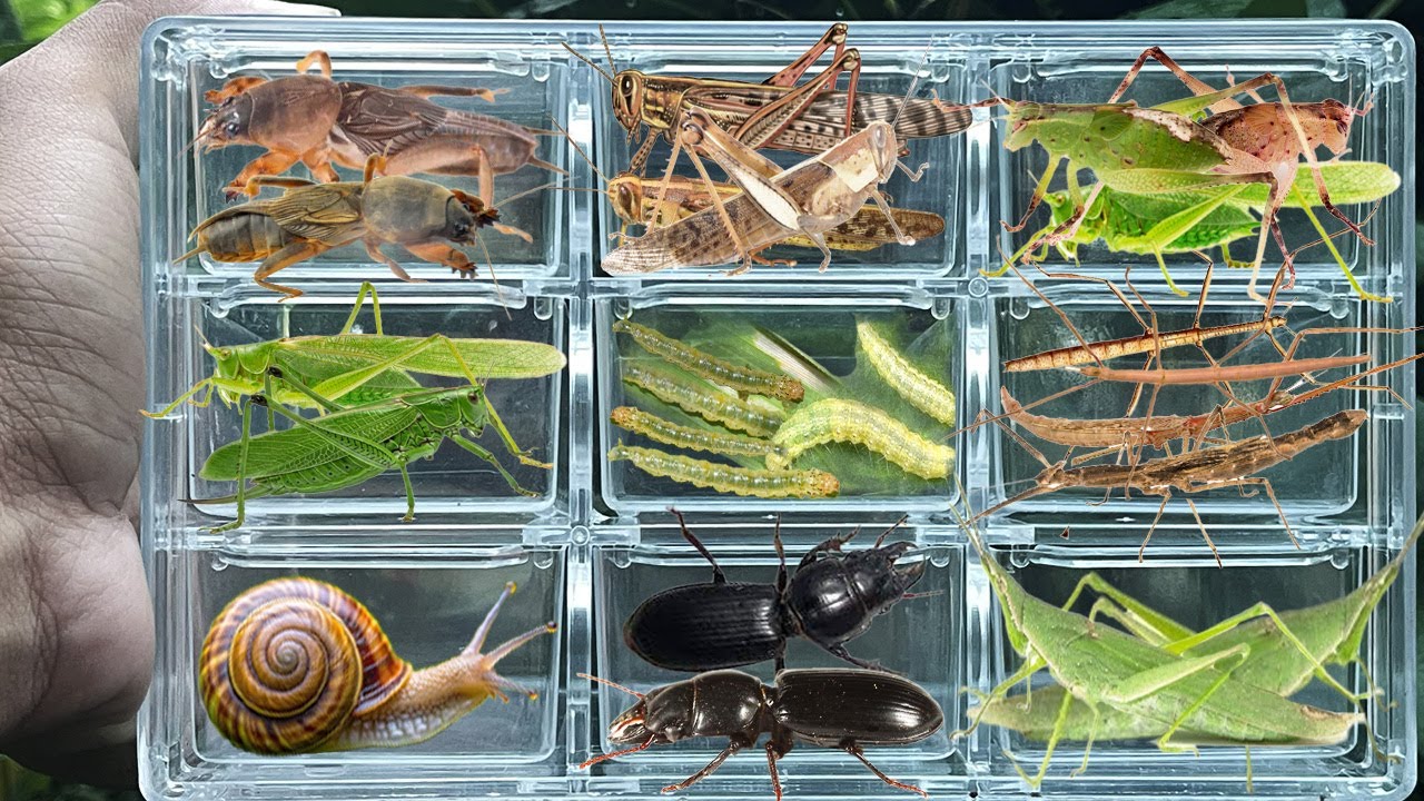I catch insects in the garden l get, Katydid, Grasshopper, mole cricket, worm, Land Snail.