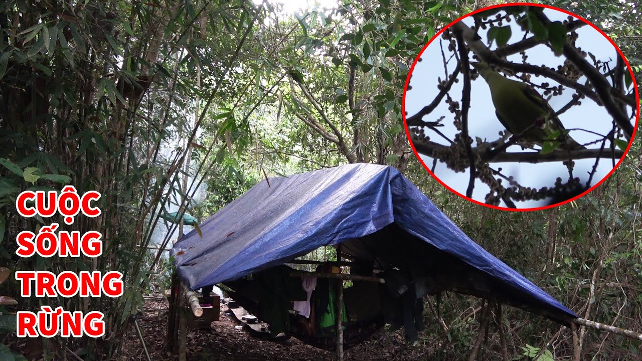 VÀO RỪNG SĂN ONG & CHIM CU XANH, NGỦ RỪNG, CUỘC SỐNG HOANG DÃ - Mùa Mật Ong Rừng 2023 | T13