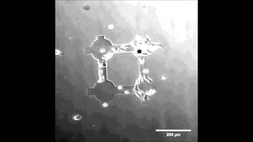 Fabrication of three-dimensional multi-protein microstructures for cell migration and adhesion...