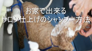 Dog Shampoo お家で出来るサロン仕上げのシャンプー方法