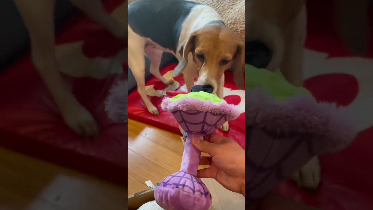 Cute Beagle excited about unboxing the Halloween themed BarkBox