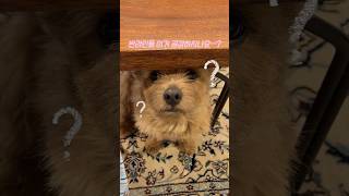 누나 혼자 붙이려다가 태오한테 딱 걸림🩷 #바이오던스 #바이오콜라겐리얼딥마스크 #바이오던스팩 #콜라겐젤리미스트 #광고