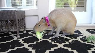 Capybara Eating Corn