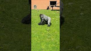 Silverback Oumbi - picking Dandelions, lettuce foraging plus a little display