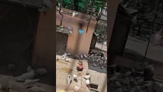 pigeon#bazi#kabutar#lover#shonk #ਬਾਜ਼ੀ #blood #cage #bathinda #kabootar # mini vlog#