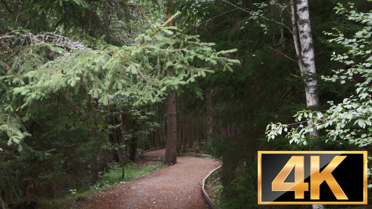 4K | SWEDEN - Nature Walk in Dumme mosse nature reserve. Part 2 ( Attraction in Jönköping)