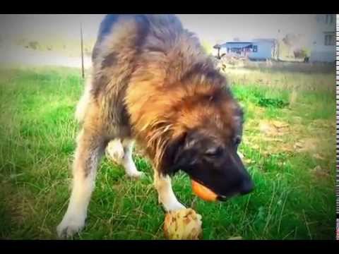 Video: Hranjenje Psa Z Ledvično Boleznijo