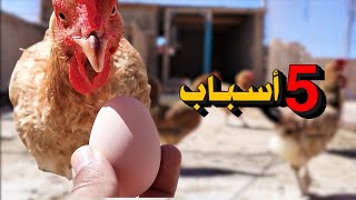 أسباب توقف الدجاج عن إنتاج البيض و علاجها