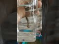 @amanyt