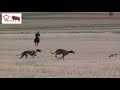 LA MEJOR CARRERA DE GALGOS DIVINA VS BRUJA