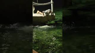 Hungry Tarpon Fish Nibbles Feeder’s Hand Unintentionally