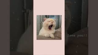 Download Lagu Barcode - This Song is Called You OST. KinnPorsche The Series LYRICS THAI/ROM/INDO/ENG MP3