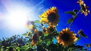 【映像 素材】 夏っぽい映像 ヒマワリ向 日葵 青空