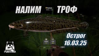 РР4. Налим трофейный, Старый Острог