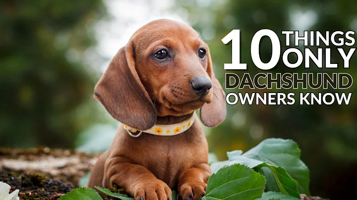 10 Things Only Dachshund Dog Owners Understand | Pet Insider