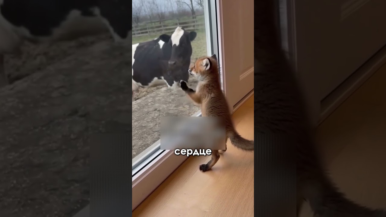 Корова стала мамой для лисёнка