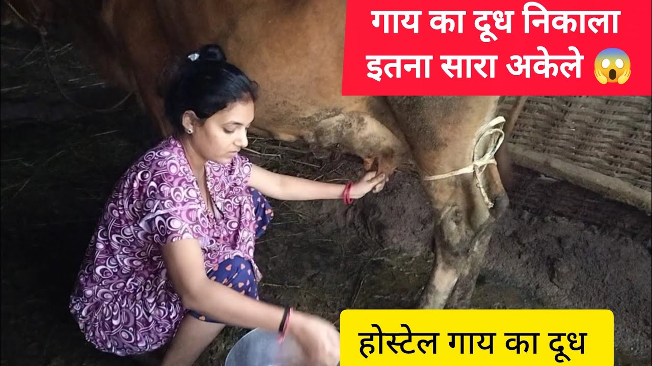 मैने आज गाय का दूध निकाला | Cow milking by hand #cow#baffalo@NeetuGavli 