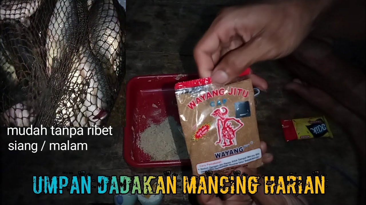 umpan ikan mas dadakan paling simpel gak kalah gacor