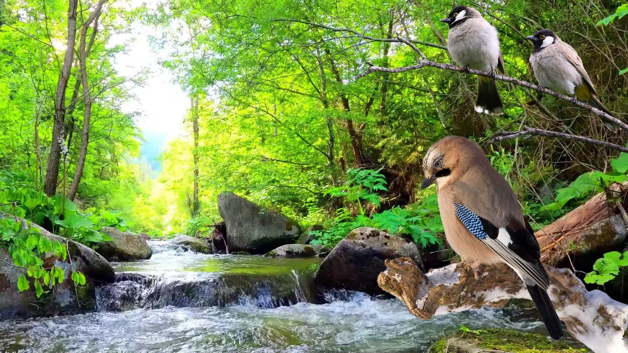 Forest River Nature Sounds | Natural Sound Of A Gentle Stream And Bird ...