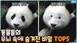 판다 눈은 왜 까매졌을까? 동물들의 무늬 속에 숨겨져있는 비밀 TOP5