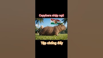 Đồng chí Capybara nhập ngũ đi lính | Capybara Tập chống đẩy hít đất 😂😂😂
