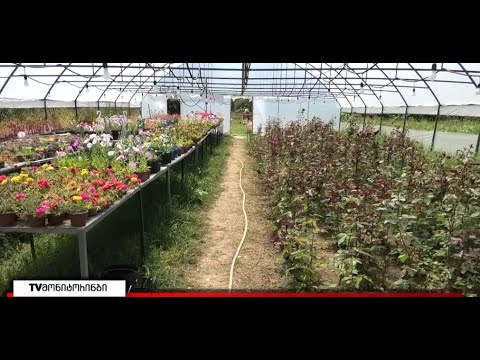 29 წლის ნათია ირემაძის ყვავილების სათბური-ახალგაზრდა ქალს იდეის განხორციელებაში ევროკავშირი დაეხმარა