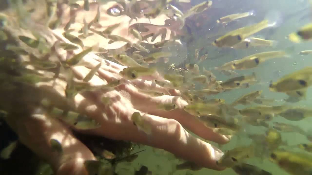 Гамбузия - маленькая, но очень полезная рыбка. Фиш пиллинг ...