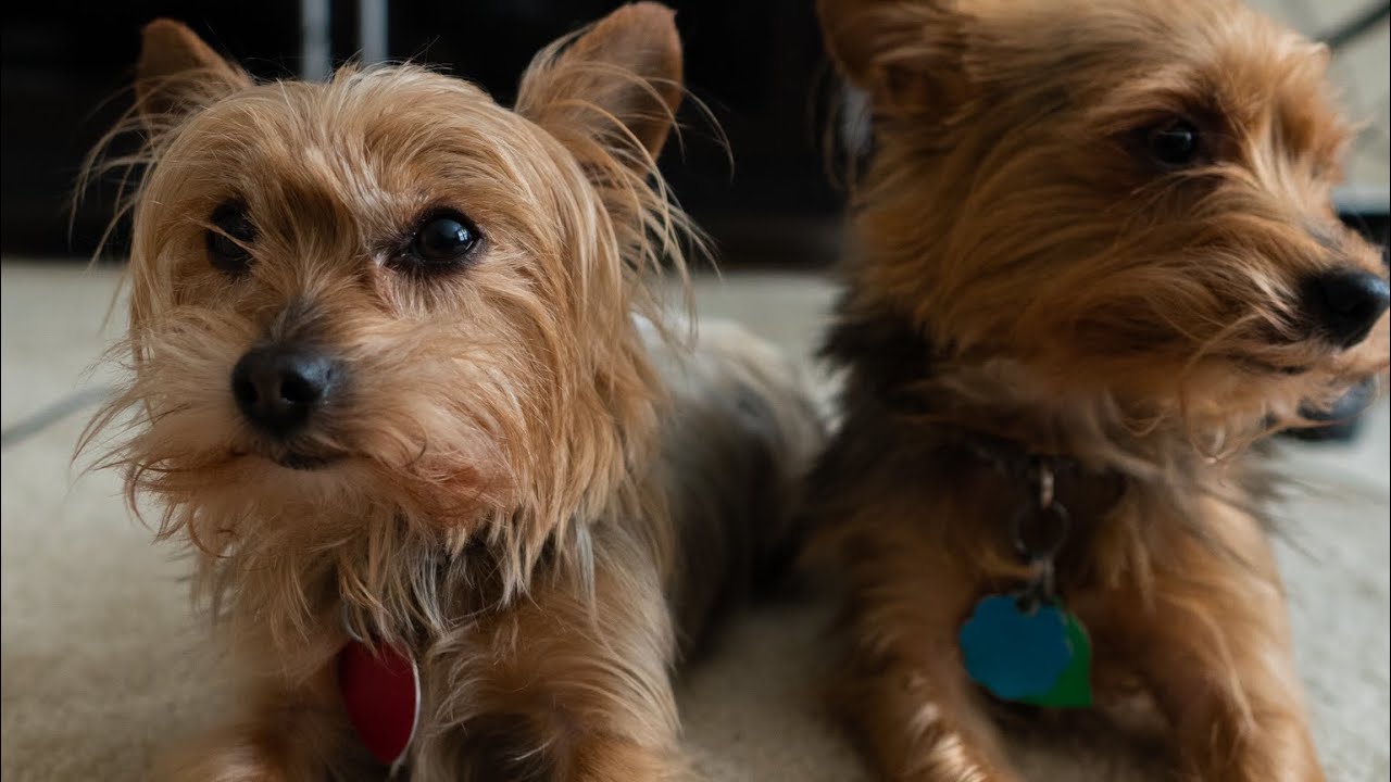 WE CUT OUR DOG HAIR AT HOME FOR THE FIRST TIME. doghaircut YouTube