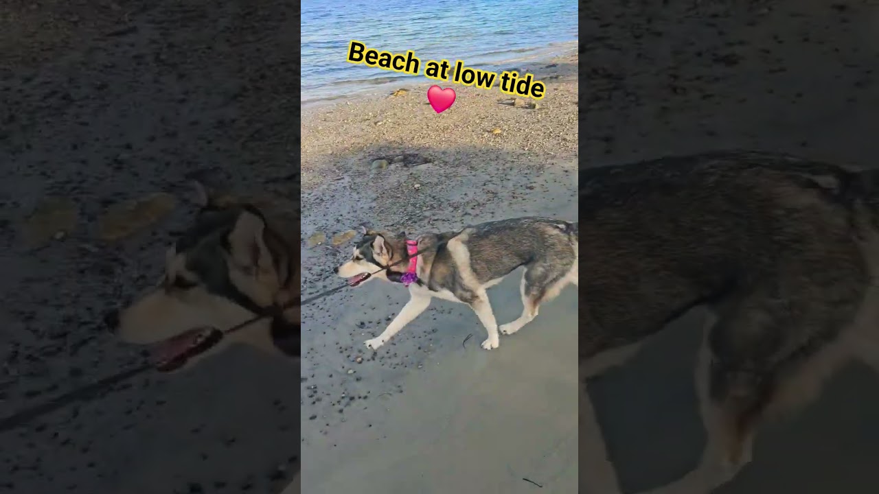 Husky walking the beach during low tide. 