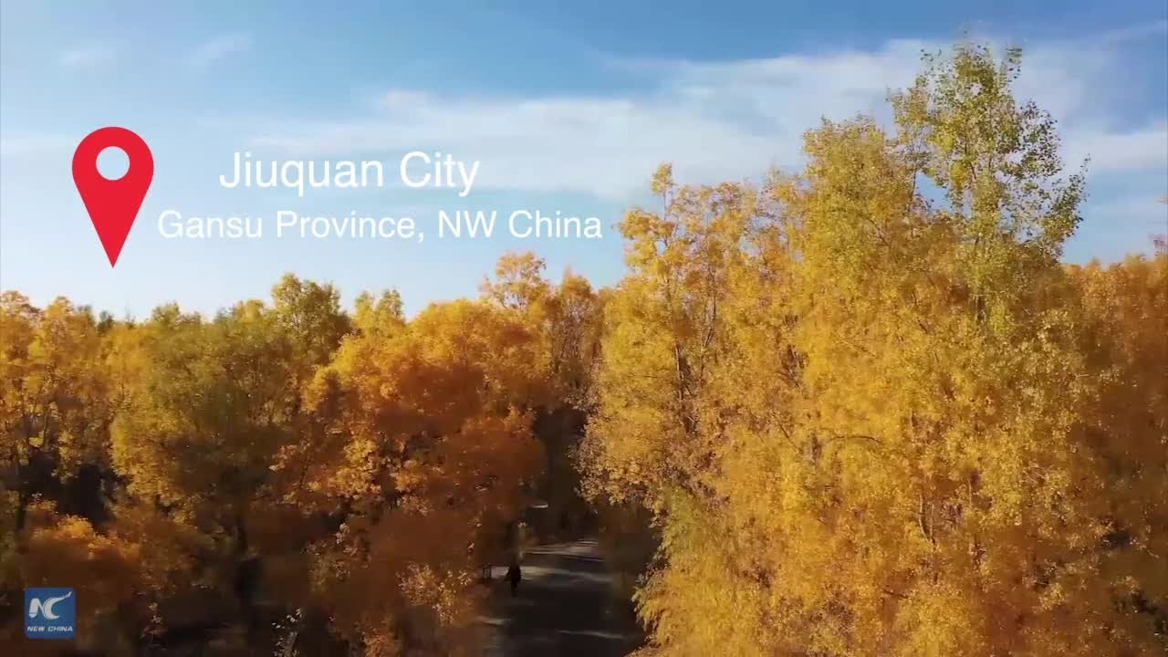 Stunning desert poplar woodland in NW China